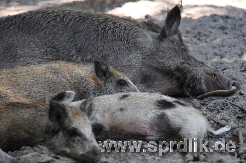 sleeping boars
